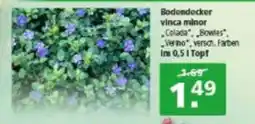 Multi Markt Bodendecker vinca minor Angebot