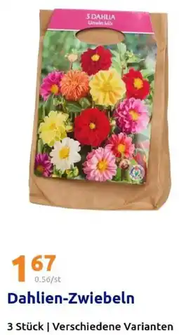 Action Dahlien-Zwiebeln Angebot