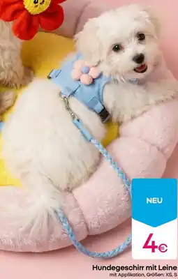 PEPCO Hundegeschirr mit Leine Angebot