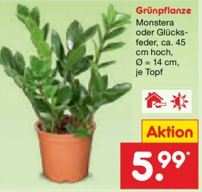 Grnpflanze Angebot bei Netto Marken-Discount
