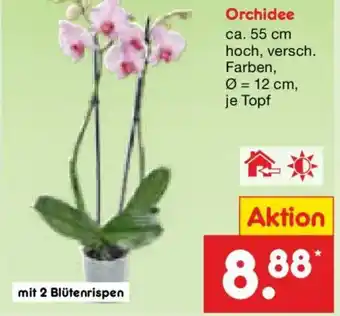 Netto Marken-Discount Orchidee Angebot