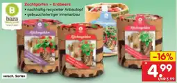 Netto Marken-Discount baza Zuchtgarten - Erdbeere Angebot
