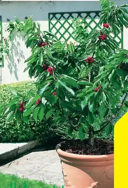 Hagebau Mini Obstbäume Angebot