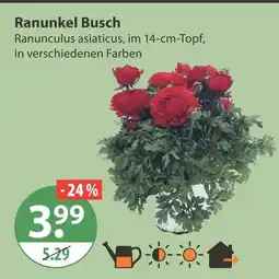 V Markt Ranunkel busch Angebot