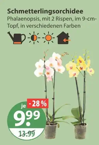 V Markt Schmetterlingsorchidee Angebot