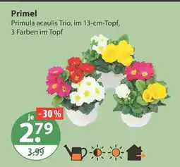 V Markt Primel Angebot