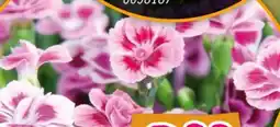 Hornbach Nelke Pink Kisses Angebot