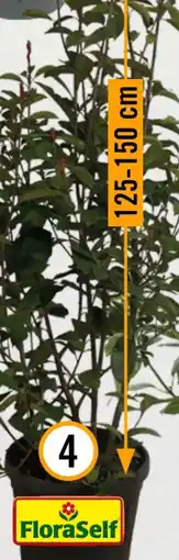 Hornbach FloraSelf Glanzmispel Red Robin Angebot