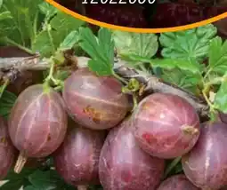 Hornbach FloraSelf Stachelbeere Hinnonmäki Angebot