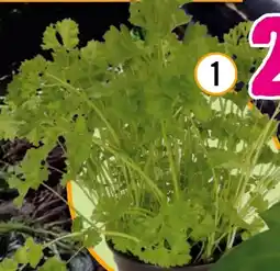 Hornbach FloraSelf Petersilie Angebot