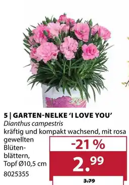 Dehner Garten-nelke 'i love you' Angebot