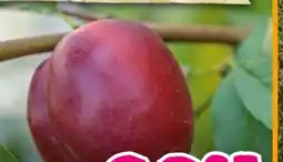 Hornbach FloraSelf Zwerg-Nektarine Nektarella Angebot