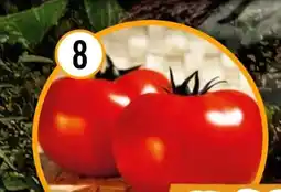 Hornbach FloraSelf Freiland-Fleischtomate Fantasio Angebot