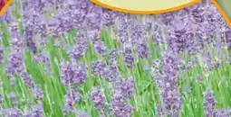 Hornbach Lavendel Angebot