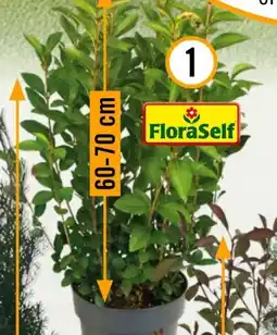 Hornbach FloraSelf Ovalblättriger Liguster Angebot