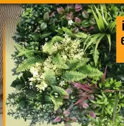 Hornbach Pflanzenwand Thallo Angebot