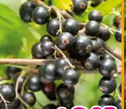 Hornbach FloraSelf Johannisbeere Titania Angebot