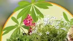 Hornbach Bio-Stauden Angebot