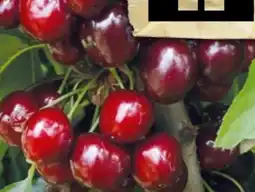 Hornbach FloraSelf Säulenkirsche Helene Angebot