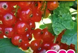 Hornbach FloraSelf Johannisbeere Ribes rubrum Jonkheer van Tets Angebot