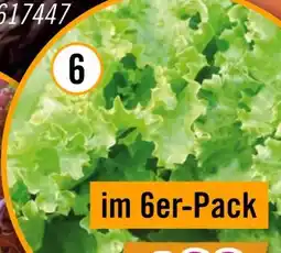 Hornbach FloraSelf Bataviasalat Angebot