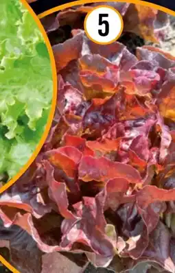 Hornbach FloraSelf Roter Kopfsalat Angebot