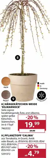 Dehner Hängekätzchen-weide 'kilmarnock' Angebot