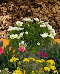 Hornbach FloraSelf Frühlingsstauden Angebot