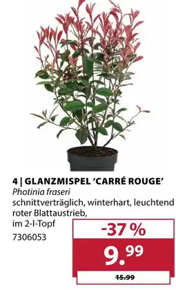 Dehner Glanzmispel 'carré rouge' Angebot