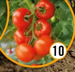 Hornbach FloraSelf Freiland-Strauchtomate Philona Angebot