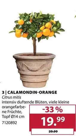 Dehner Calamondin-orange Angebot