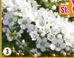 Hornbach FloraSelf Rispenspiere Grefsheim Angebot