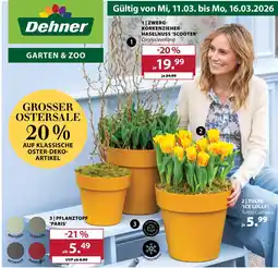 Dehner Zwerg-korkenzieher-haselnuss scooter Angebot