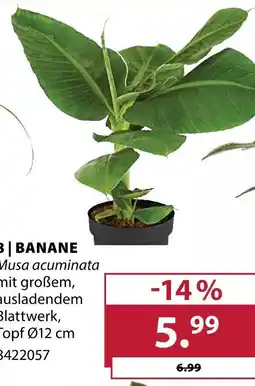 Dehner Banane Angebot