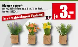Möbel Mahler Blumen getopft Angebot