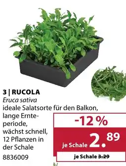 Dehner Rucola Angebot