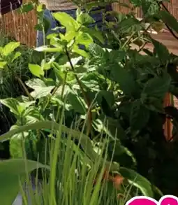 Hornbach FloraSelf Bio Schnittlauch Angebot