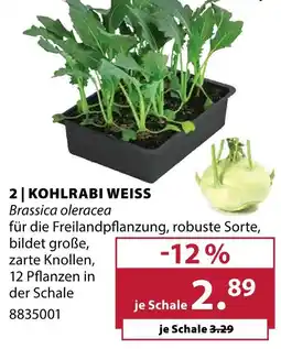 Dehner Kohlrabi weiss Angebot