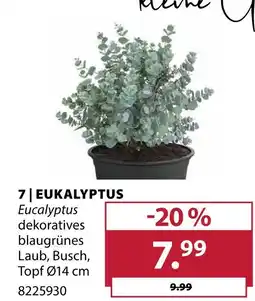 Dehner Eukalyptus Angebot