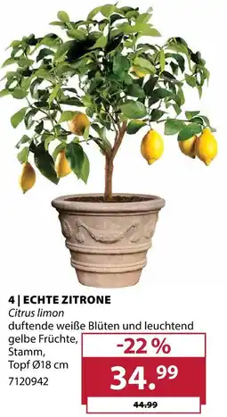 Dehner Echte zitrone Angebot