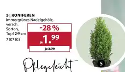 Dehner Koniferen Angebot