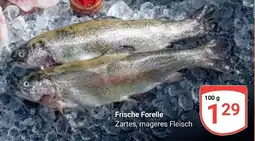 Globus Frische Forelle Angebot