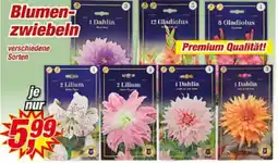 Posten Börse Blumenzwiebeln Angebot