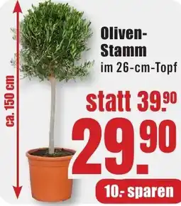 B1 Discount Baumarkt Oliven Stamm Angebot