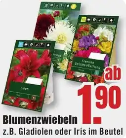 B1 Discount Baumarkt Blumenzwiebeln Angebot