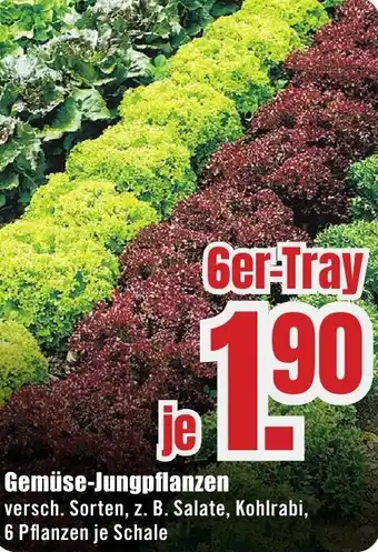 B1 Discount Baumarkt Gemüse-Jungpflanzen Angebot