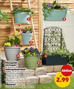 PENNY Pflanztopf Angebot