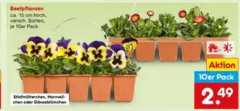 Netto Marken-Discount Beetpflanzen Angebot