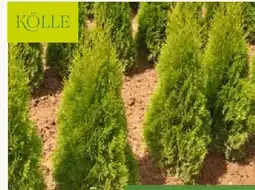 Pflanzen Kölle Kölle Thuja Smaragd Ballenware Angebot