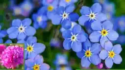 Pflanzen Kölle Kölle's Bio Bunter Frühling Angebot